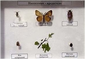 Коллекция энтомологическая "Насекомые вредители"