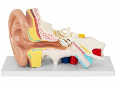 Модель Ухо человека