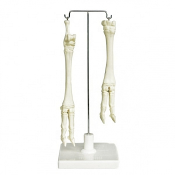 Скелет конечностей овцы (передняя и задняя)