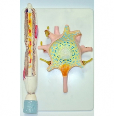 Модель Нейрон