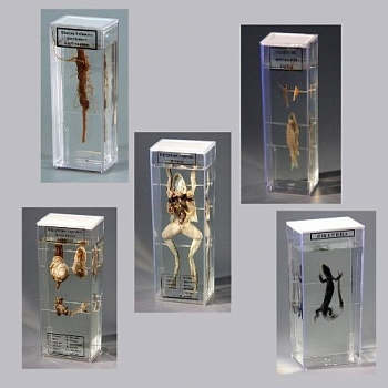 Комплект влажных препаратов демонстрационный (15 шт.)