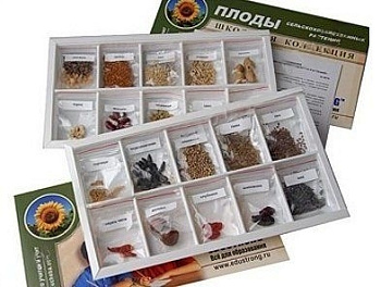 Коллекция "Семена и плоды"