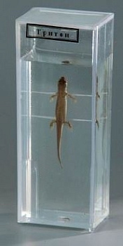 Влажный препарат "Тритон"