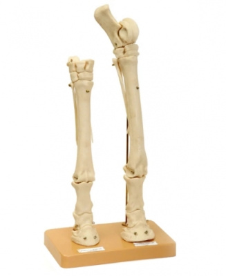 Скелет конечностей лошади (передняя и задняя)