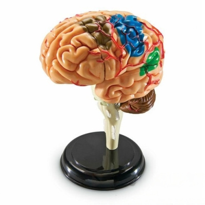 Демонстрационная модель Анатомия человека. Мозг