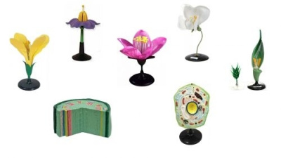 Комплект ботанических моделей демонстрационный (12 шт.)