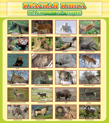 Стенд Красная книга Млекопитающие