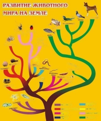 Стенд Развитие животного мира на земле, 750х900 мм