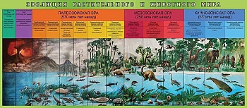 Стенд Эволюция растительного и животного мира, 1,6х0,7 м