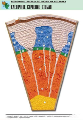 Рельефная таблица Клеточное строение стебля