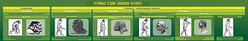 Стенд в кабинет биологии Эволюция человека, 2х0,3 м