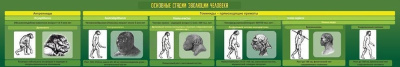 Стенд в кабинет биологии Эволюция человека, 2х0,3 м