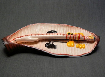 Модель Дождевой червь