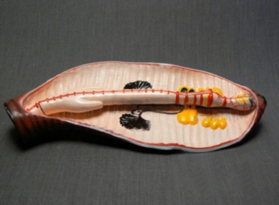 Модель Дождевой червь