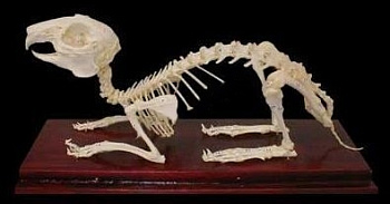 Скелет кролика