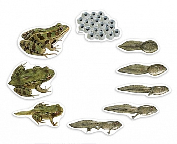 Магнитный демонстрационный материал Жизненный цикл лягушки