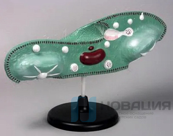 Модель Инфузория-туфелька