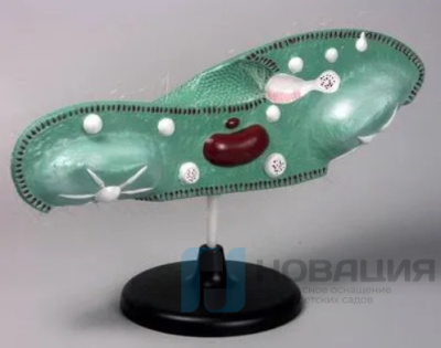 Модель Инфузория-туфелька