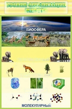 Стенд Уровни организации живого, 600х900 мм