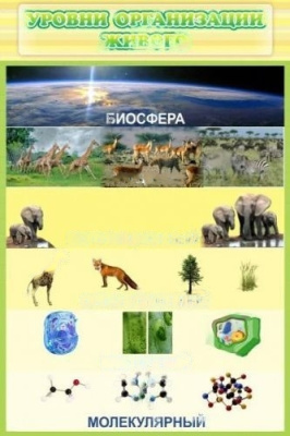 Стенд Уровни организации живого, 600х900 мм