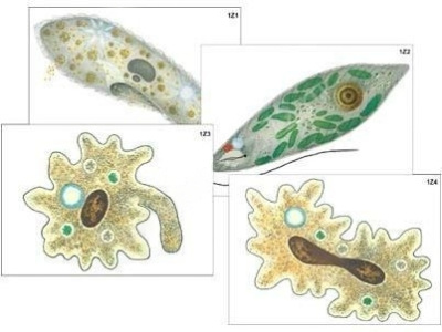Набор моделей-аппликаций "Классификация и строение растений и животных, циклы, эволюция"