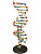 Модель разборная Структура ДНК