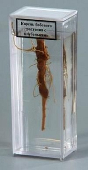 Влажный препарат "Корень бобового растения с клубеньками"