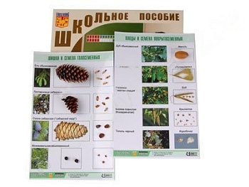 Коллекция "Шишки, плоды, семена деревьев и кустарников"