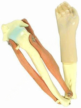 Модель подвижная Локтевой сустав человека