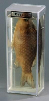 Влажный препарат "Карась"