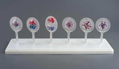 Модель Митоз и мейоз в клетке