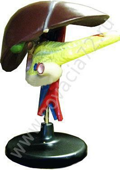 Модель Печень человека