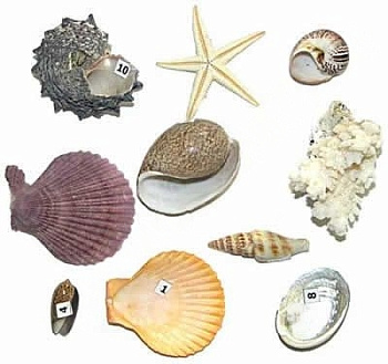Коллекция "Морское дно"