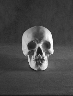 Гипсовая модель Череп копия натурального