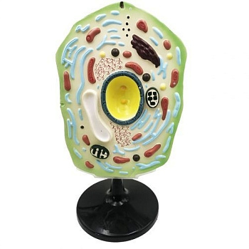 Модель Клетка растения