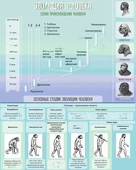 Стенд в кабинет биологии Эволюция человека, 0,8х1 м