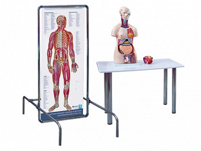 Трехмерный анатомический атлас