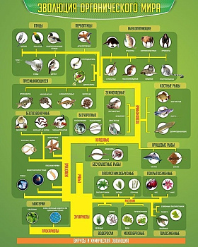 Стенд в школу Эволюция органического мира, 0,8х1 м
