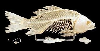 Скелет костистой рыбы