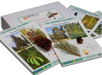 Коллекция "Голосеменные растения"