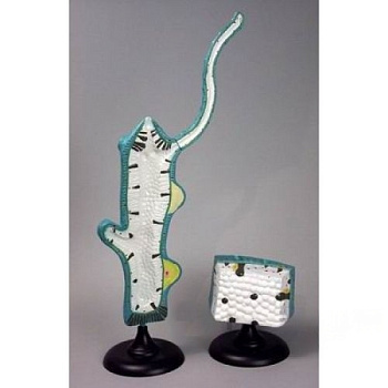 Модель Гидра