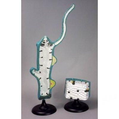 Модель Гидра