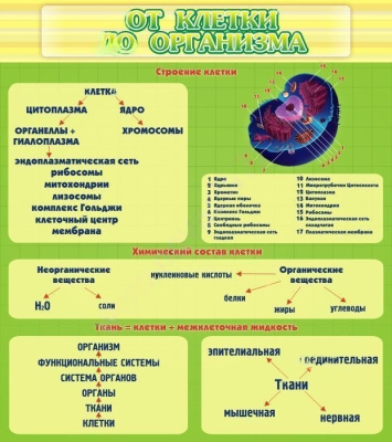 Стенд От клетки до организма, 0,8х0,9 м