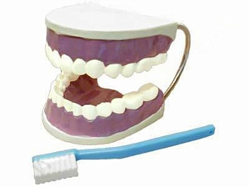 Модель Гигиена зубов