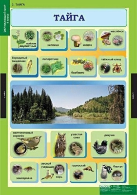 Комплект плакатов Окружающий мир 4 кл.