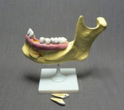 Модель разборная Челюсть человека