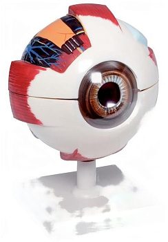 Модель Глаз человека