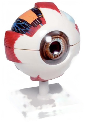 Модель Глаз человека