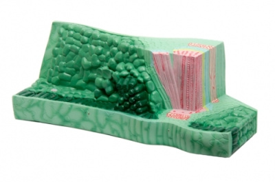 Модель Структура листа