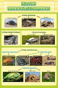 Стенд Класс пресмыкающиеся, 600х900 мм